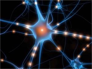 neurona