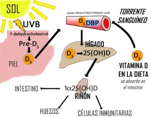 metabolismo de la vitamina D