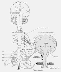 control vesical