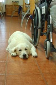 Terapia asistida con animales 2