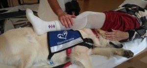 Terapia asistida animales 1